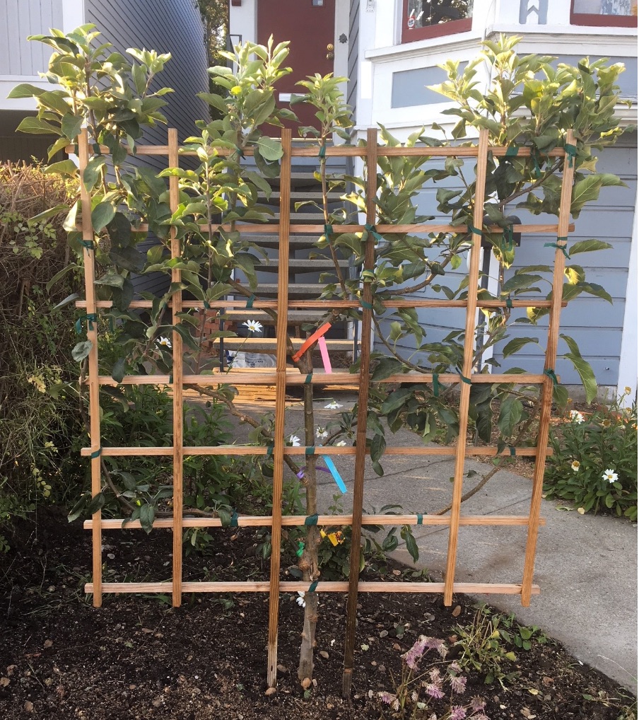 A neighbor's apple tree 